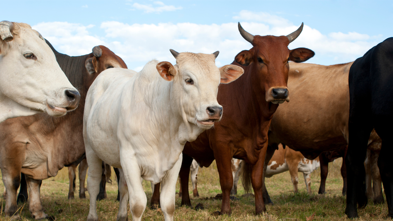 Sustainable Beef