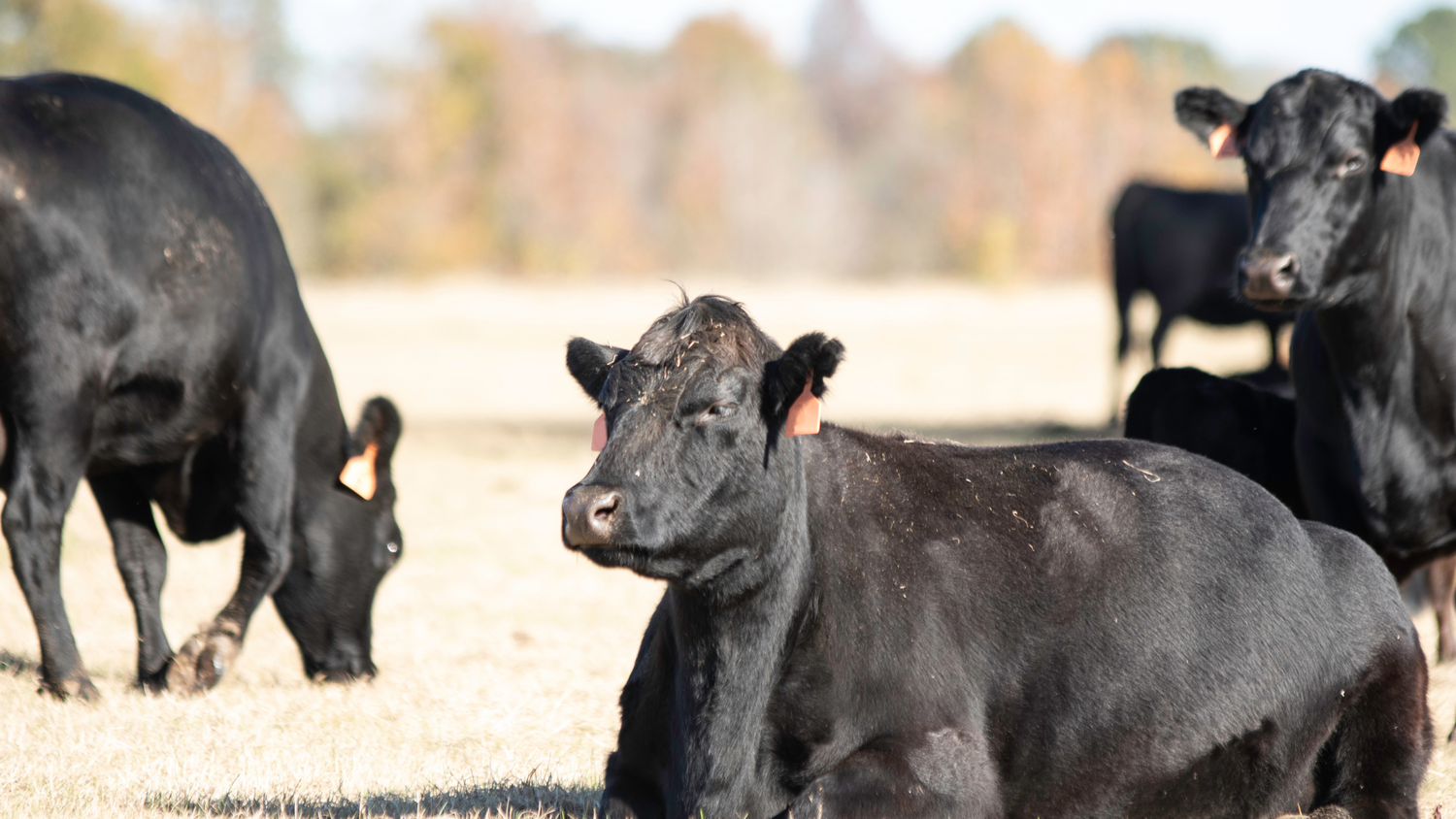 Black Angus cattle grazing on an open pasture far.