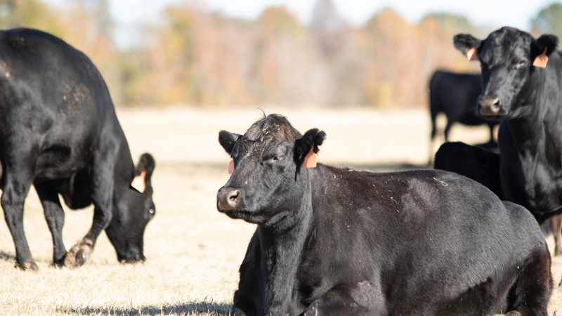 Quarter Cow