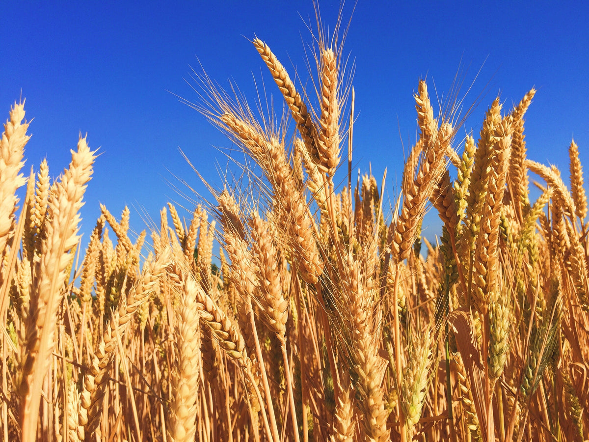How Wheat & Corn Prices Will Make Beef Costs SOAR