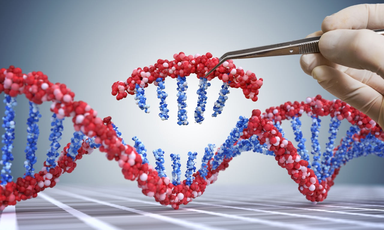 Chicken CRISPR: Gene-Edited Chicken On The Rise