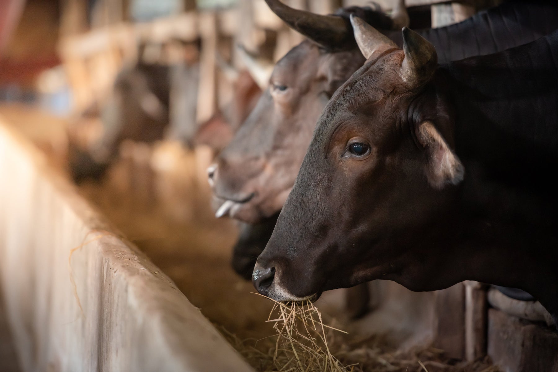 The History of American Wagyu - An Experience Like No Other!
