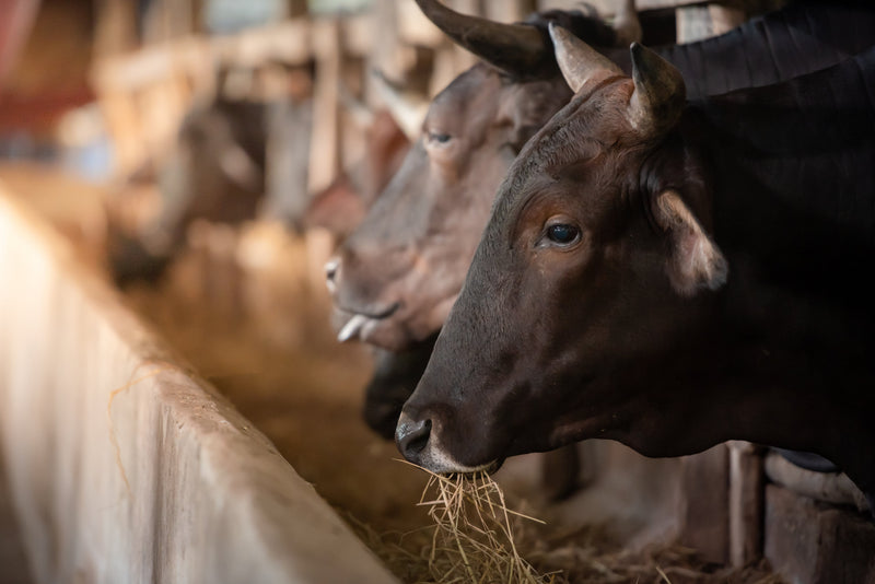 The History of American Wagyu - An Experience Like No Other!