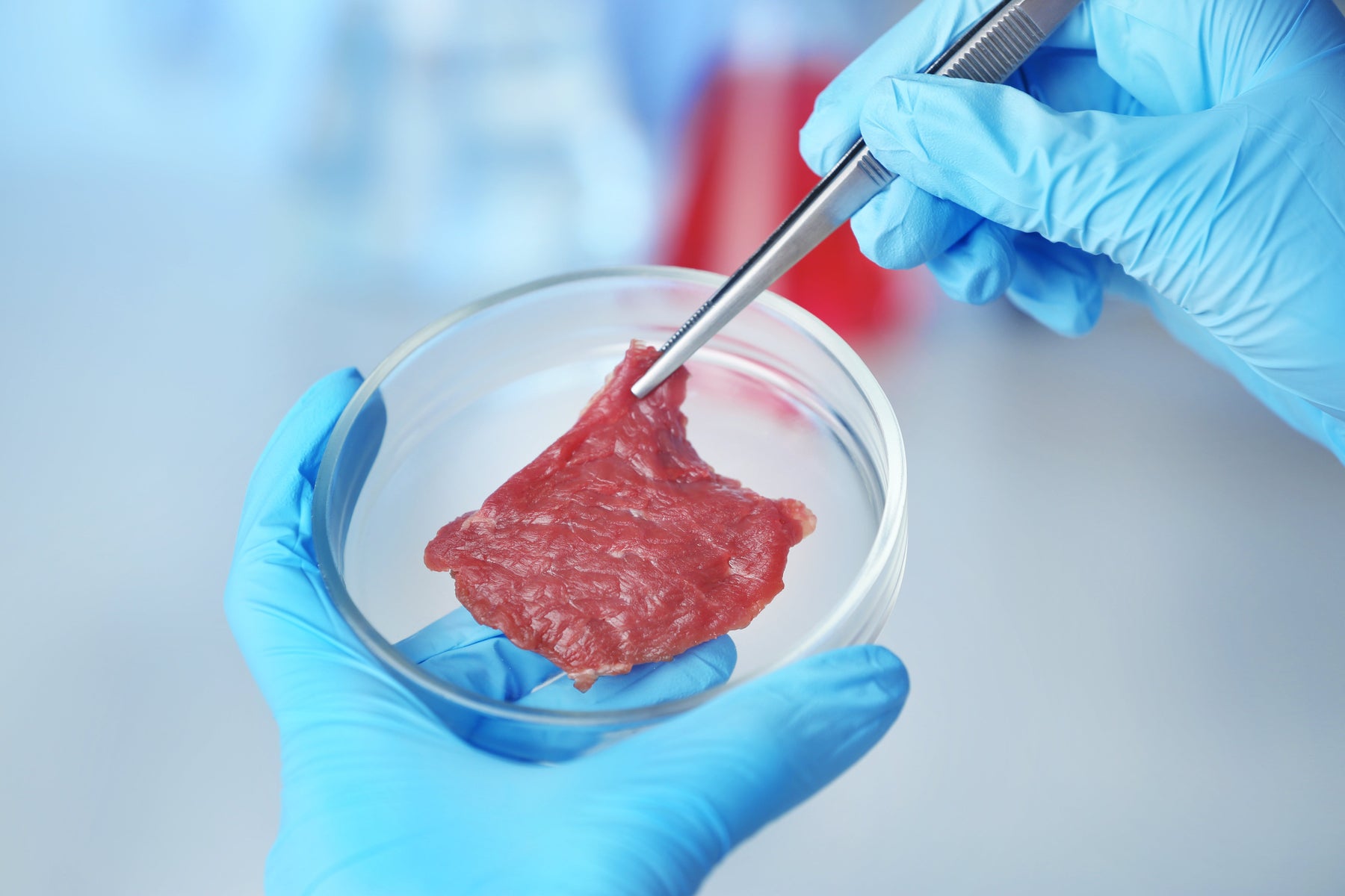 GMO CATTLE - FDA APPROVES GENETICALLY MODIFIED BEEF