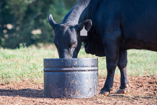 Bovaer: What Consumers Need To Know About This Livestock Feed Additive