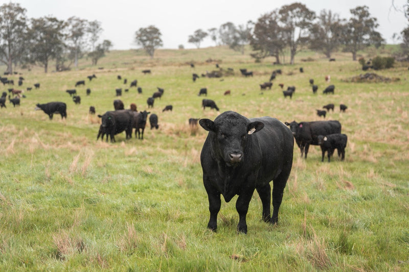 90-Day Beef Import Plan: What It Could Mean for American Ranchers