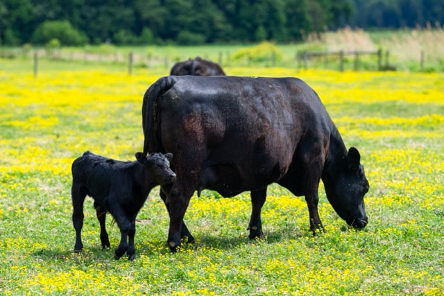 Dutch Government Prioritizes Data Centers Over Generational Dairy Farms